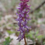 corydalis_cava5