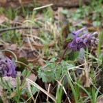corydalis_solida2