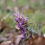 corydalis_solida3