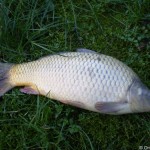 cyprinus_carpio1