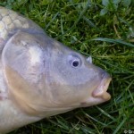 cyprinus_carpio2