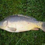 cyprinus_carpio3