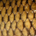 cyprinus_carpio4