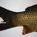 cyprinus_carpio5