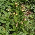 cypripedium-calceolus-1