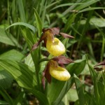 cypripedium-calceolus-2