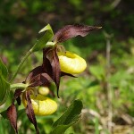 cypripedium-calceolus-3