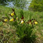 cypripedium-calceolus-4