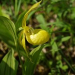cypripedium-calceolus-5