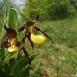 cypripedium-calceolus-6