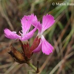 dianthus_carthusianorum_capillifrons_1