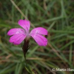 dianthus_carthusianorum_capillifrons_2