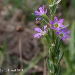 lythrum_hyssopifolia_1