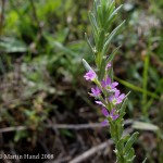lythrum_hyssopifolia_2