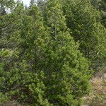 pinus_rotundata2