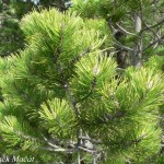 pinus_rotundata3