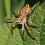 pisaura_mirabilis1
