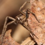 pisaura_mirabilis2