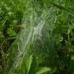 pisaura_mirabilis3