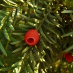 taxus_baccata1