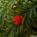 taxus_baccata2