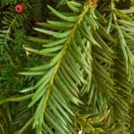 taxus_baccata3