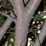 taxus_baccata4