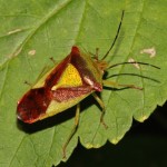 acanthosoma_haemorrhoidale1