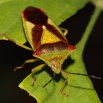 acanthosoma_haemorrhoidale2
