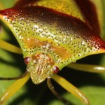 acanthosoma_haemorrhoidale3