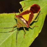 acanthosoma_haemorrhoidale4