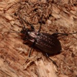 carabus_granulatus4