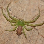 diaea_dorsata1