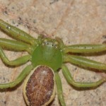 diaea_dorsata2