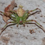 diaea_dorsata3