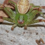 diaea_dorsata4