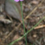 dianthus_carthusianorum_subsp_capillifrons3