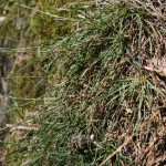 dianthus_carthusianorum_subsp_capillifrons4