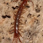 lithobius_forficatus1