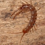 lithobius_forficatus2