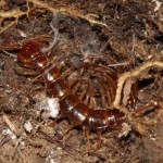 lithobius_forficatus3