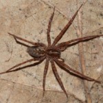 malthonica_silvestris1