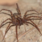 malthonica_silvestris2