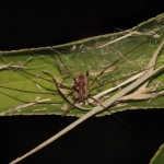 phalangium_opilio1