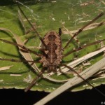 phalangium_opilio2