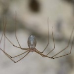 pholcus_phalangoides1