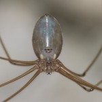 pholcus_phalangoides2