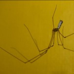 pholcus_phalangoides3