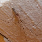pholcus_phalangoides4