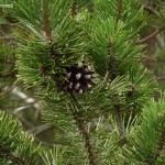 pinus-rotundata-4